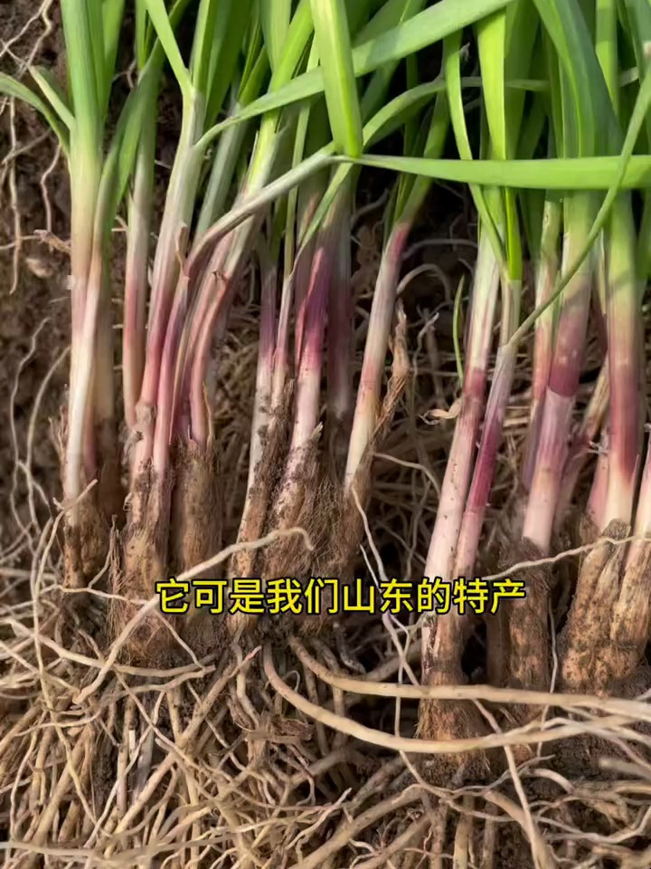 种韭菜,种子和根苗移栽,你了解多少?