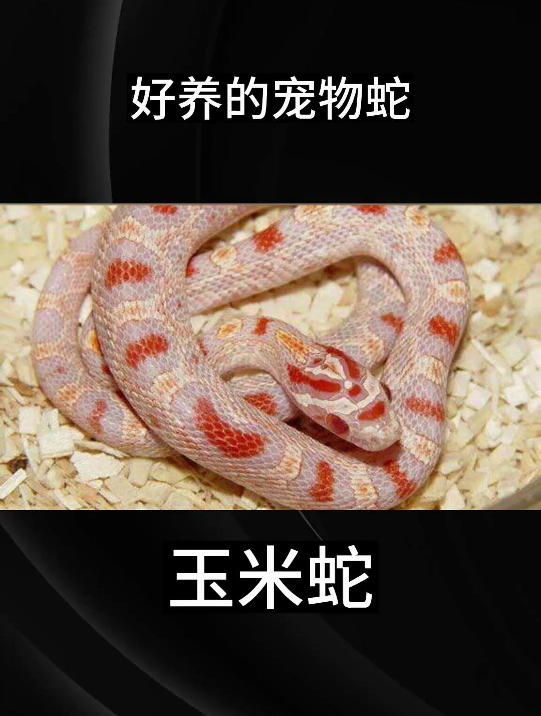 便宜好养的宠物蛇推荐
