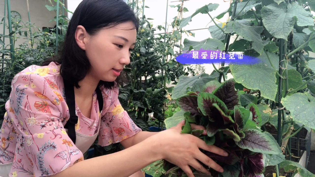 夏季最爱的蔬菜——红苋菜,趁着梅雨季再播种一些