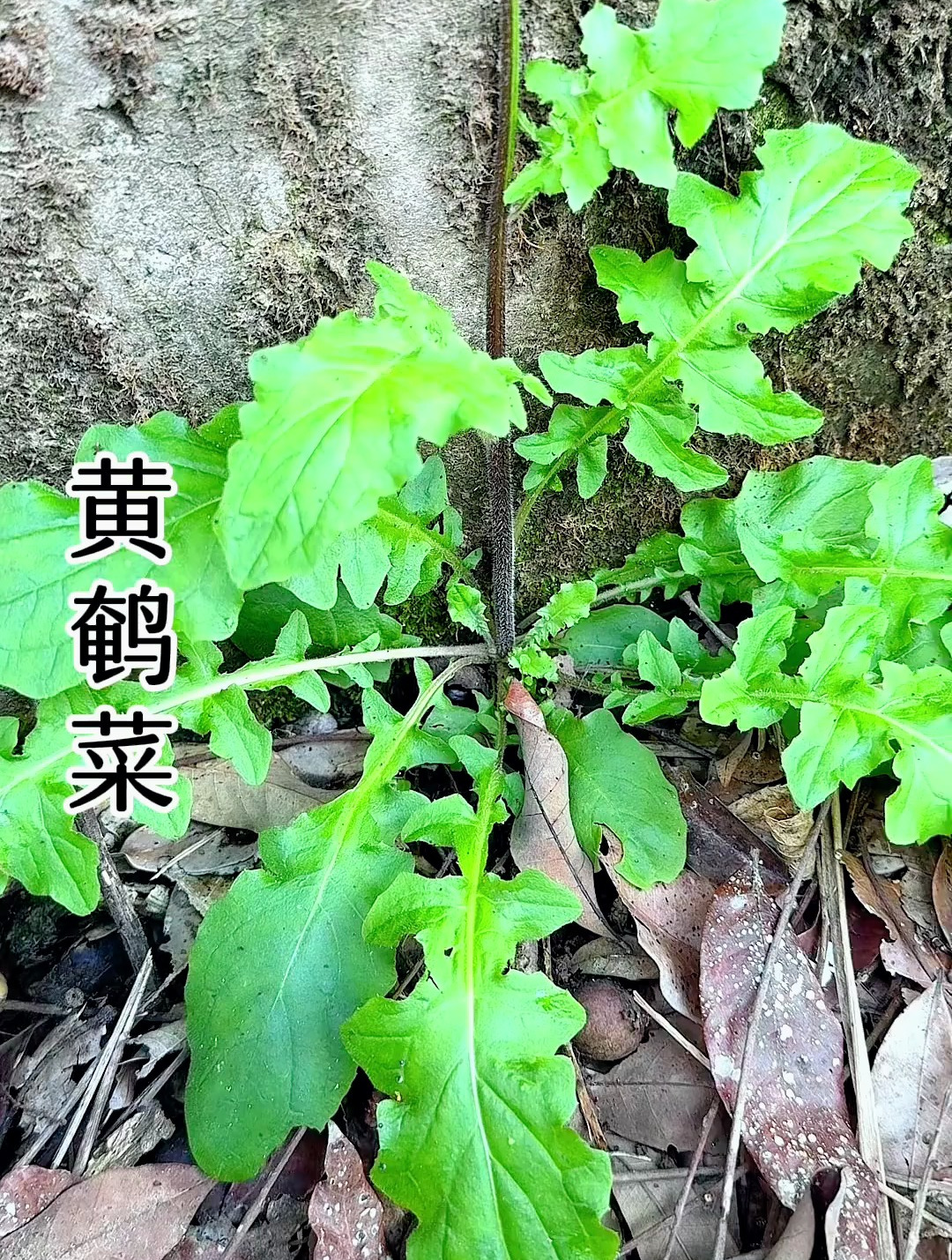 黄鹌菜:土芥菜的别称,你家乡是否有这种美味野菜?