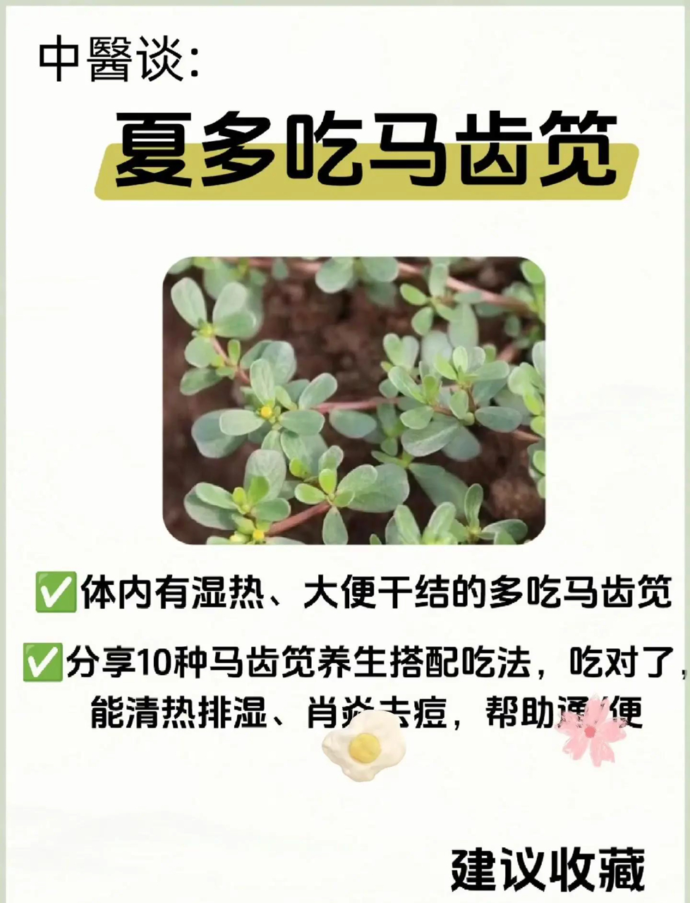 中醫：夏日多吃马齿苋，清热消炎、去湿