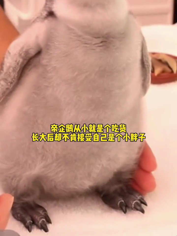 帝企鹅从小就是个吃货,随着长大却不肯接受自己是个小胖子