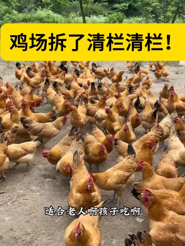 农家散养黄油老母鸡正宗土鸡