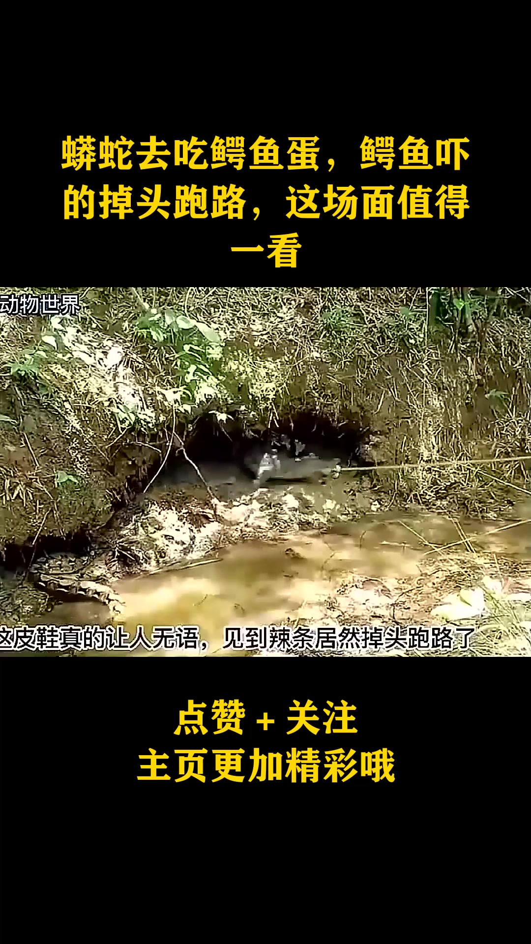 蟒蛇去吃鳄鱼蛋,鳄鱼吓的掉头跑路,这场面值得一看