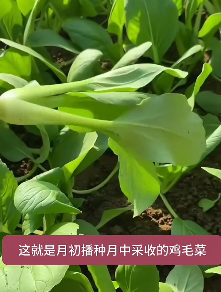 鸡毛菜这样种无病无害,一年四季都能种植,在家就能吃新鲜蔬菜