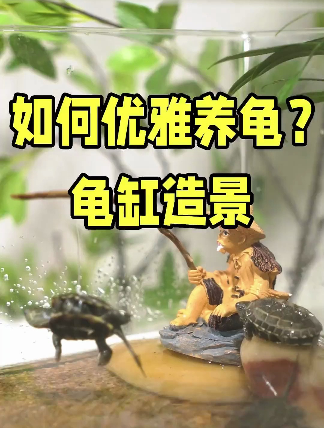 如何优雅养龟?养龟造景小知识来了!