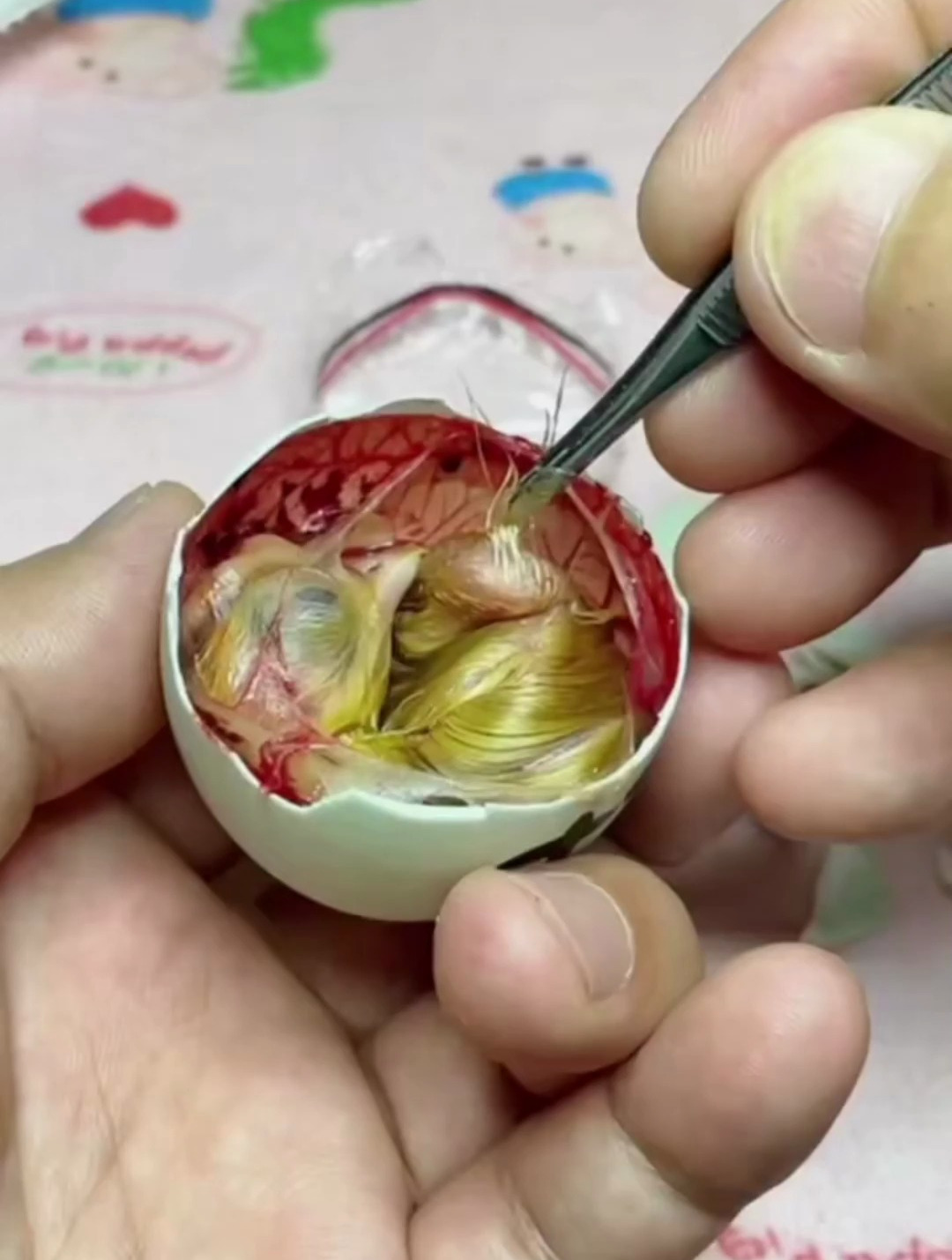 用鸭蛋壳孵化小鸡仔