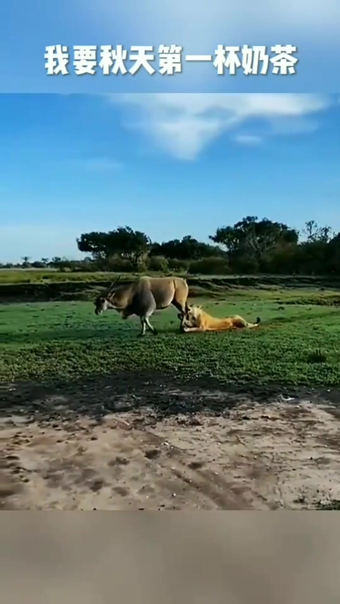 我要秋天的第一杯奶茶,快要秋天的第一根羊腿吧