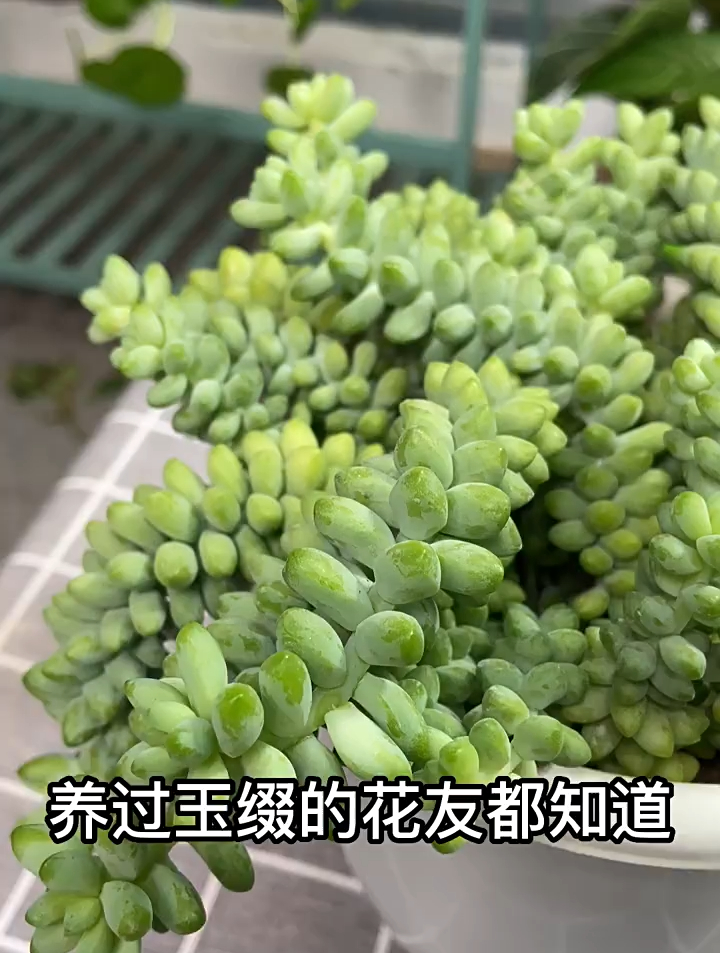 多肉植物玉缀,简单的养护方法