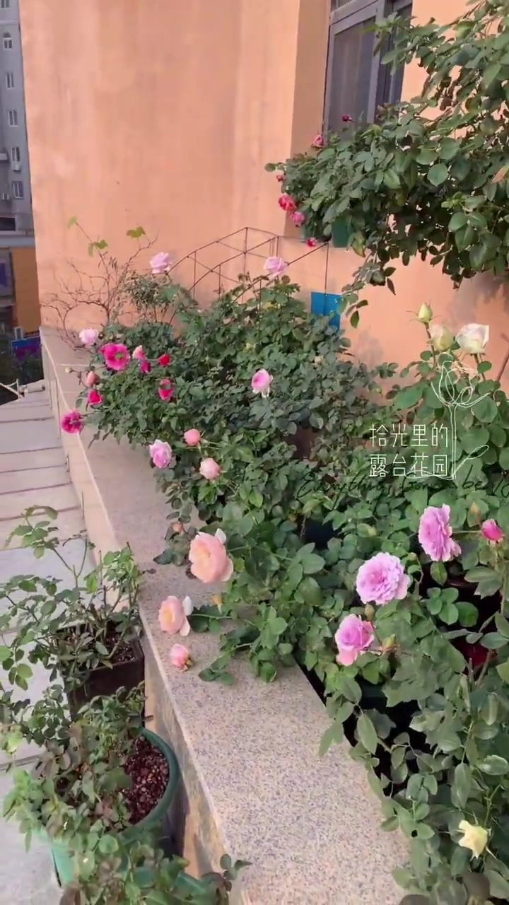 云赏花～带你认识花花品种