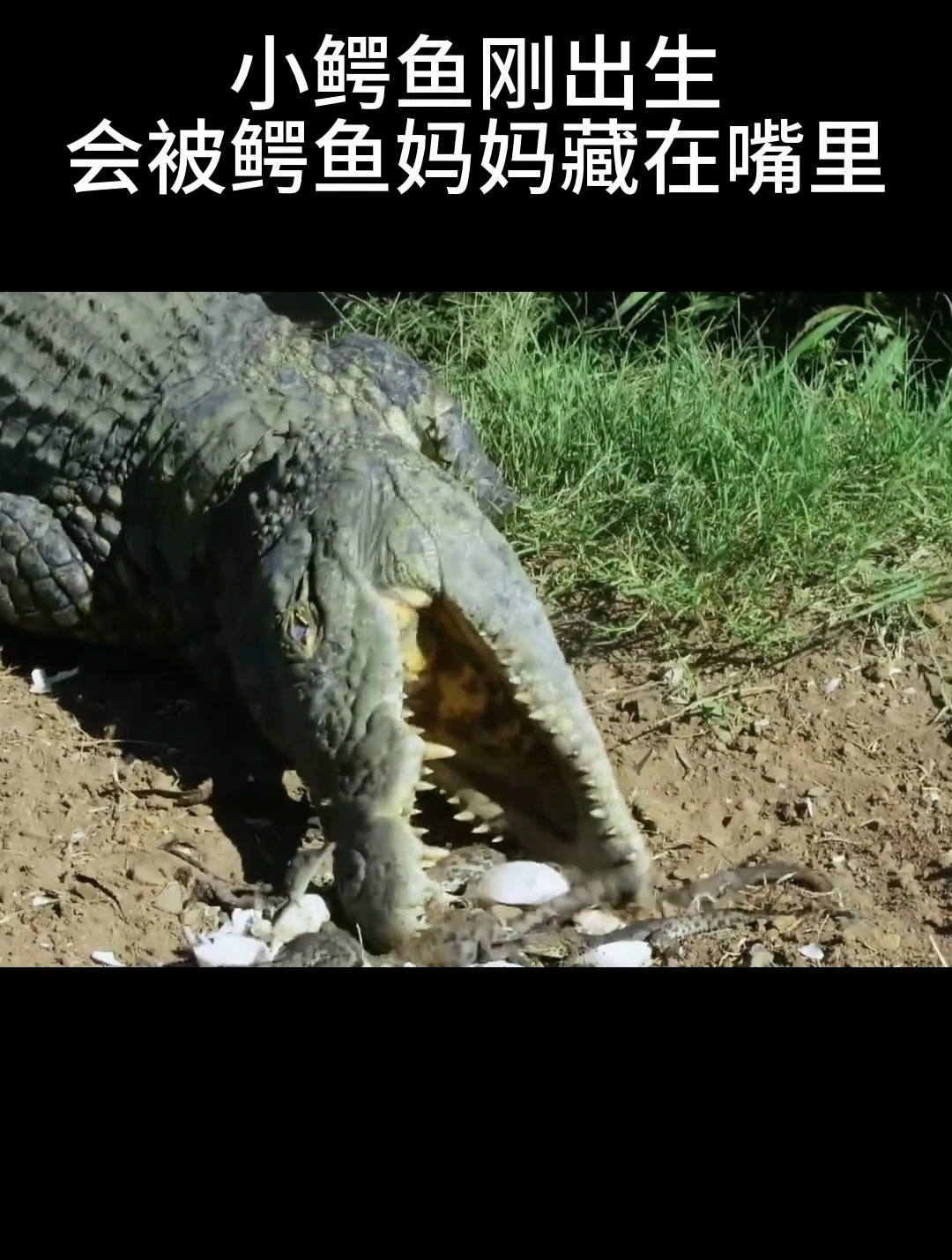 小鳄鱼刚出生,都会被鳄鱼妈妈藏在嘴里!