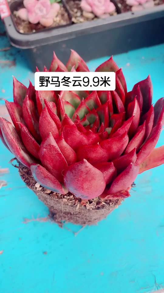 冬云下的野马,多肉植物的温柔守护者