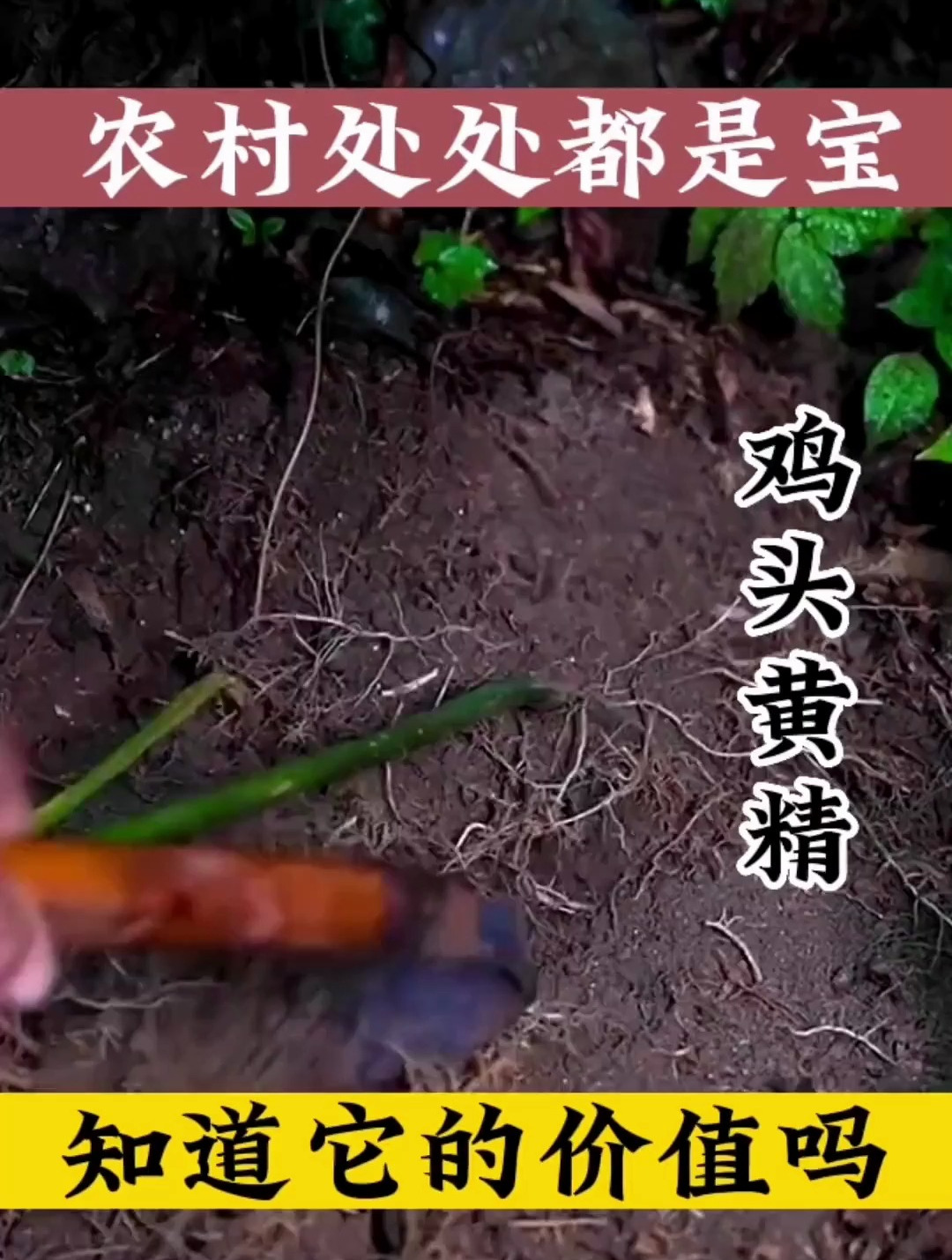 农村无闲草,鸡头黄精的价值你知道多少?