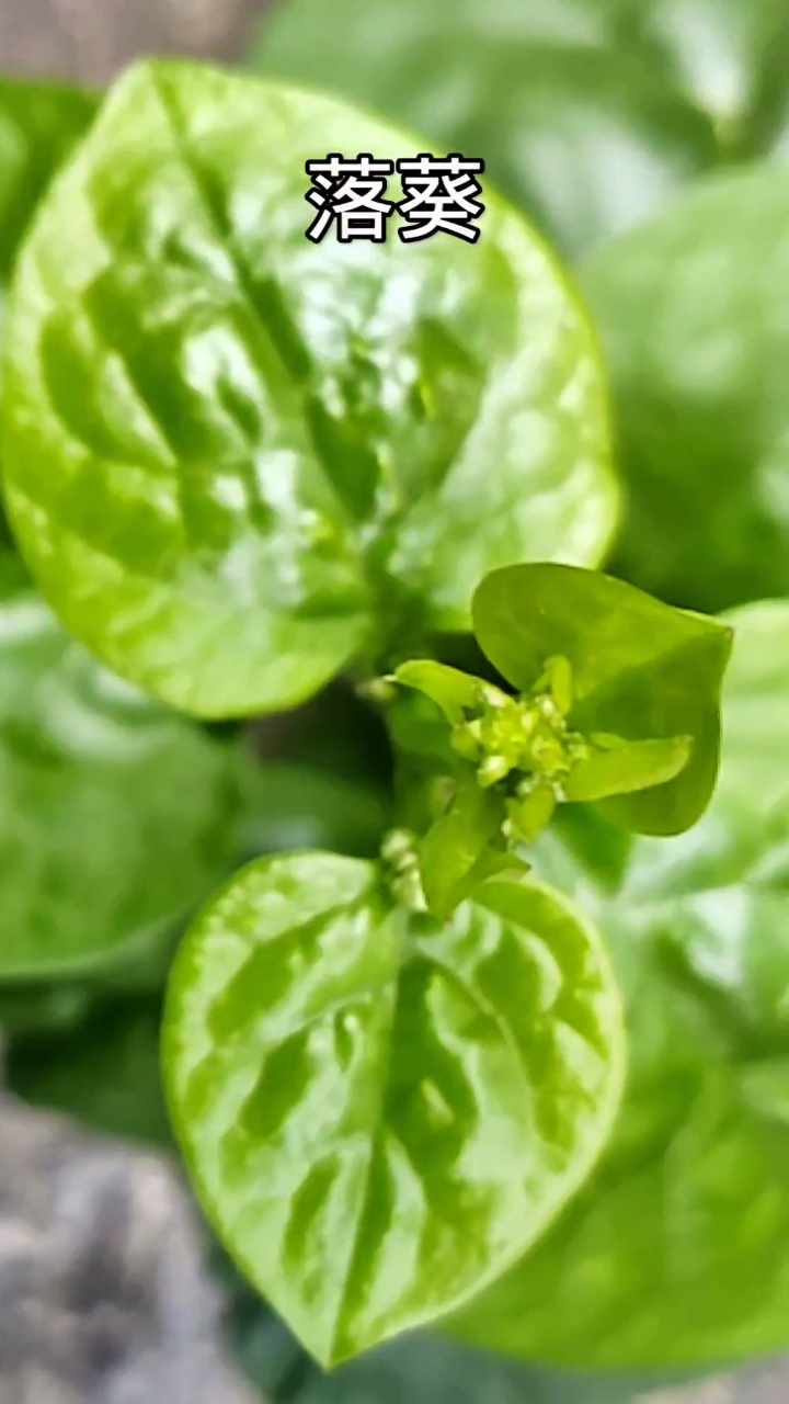 落葵别名木耳菜,在农村很常见