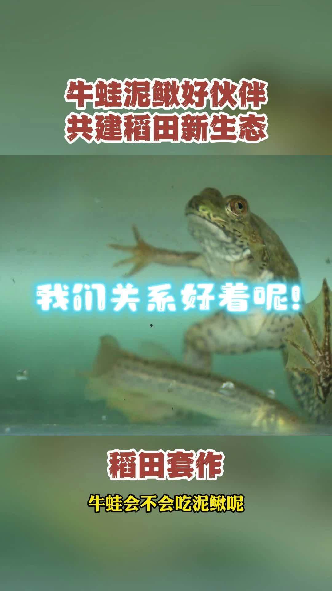 稻田生态构建不易!牛蛙会不会吃泥鳅?