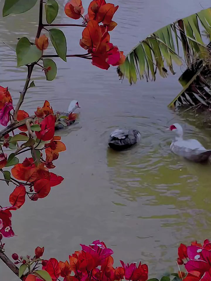 灰色番鸭 国画水墨写意鸭子 记录可爱的动物