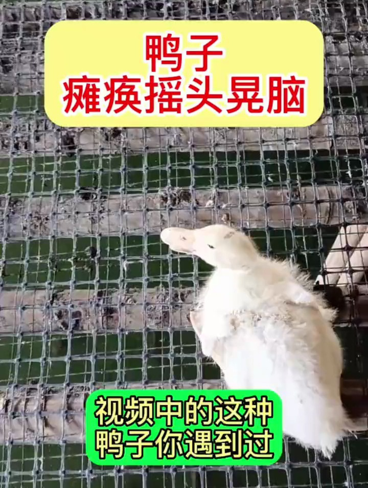 鸭子黄病毒,感染,引起瘫痪,摇头晃脑,出现个别伤亡