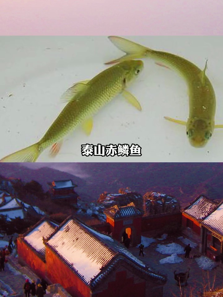 你知道泰山赤鳞鱼吗