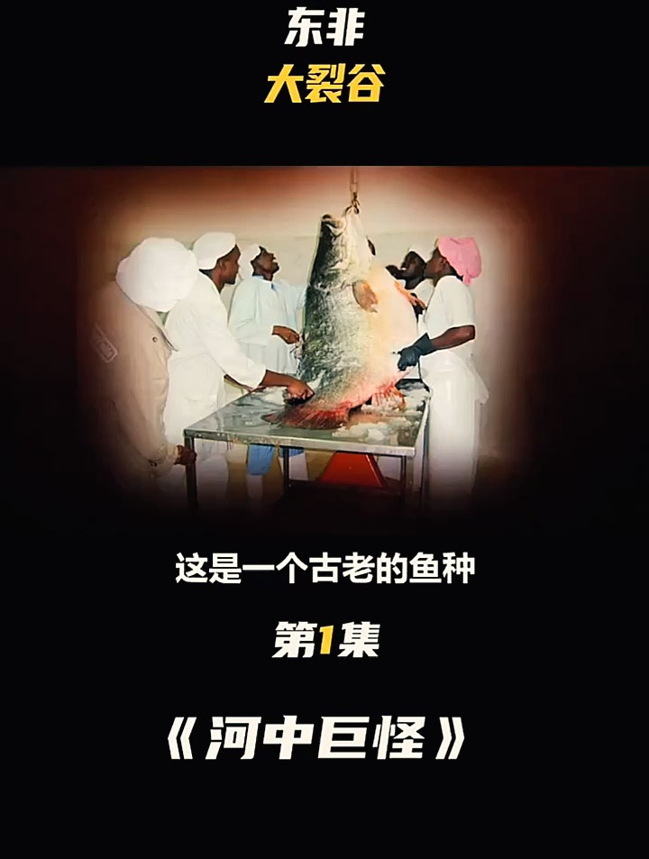 河中巨怪 尖吻鲈