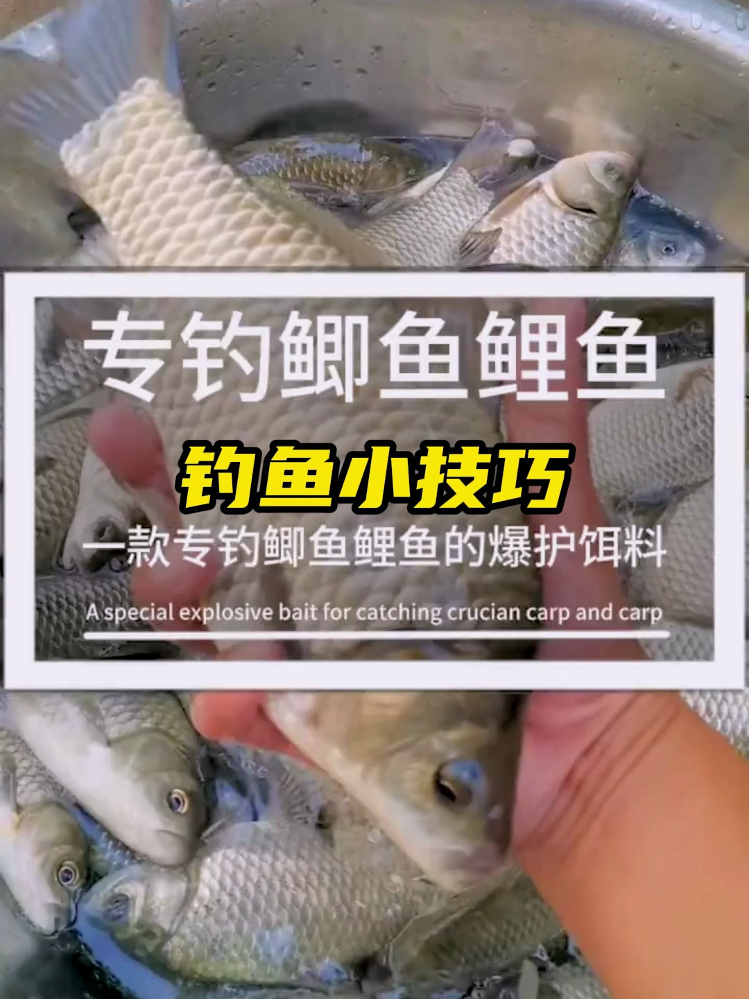 钓鲫鱼鲤鱼应该用什么饵料?这个视频告诉你答案!