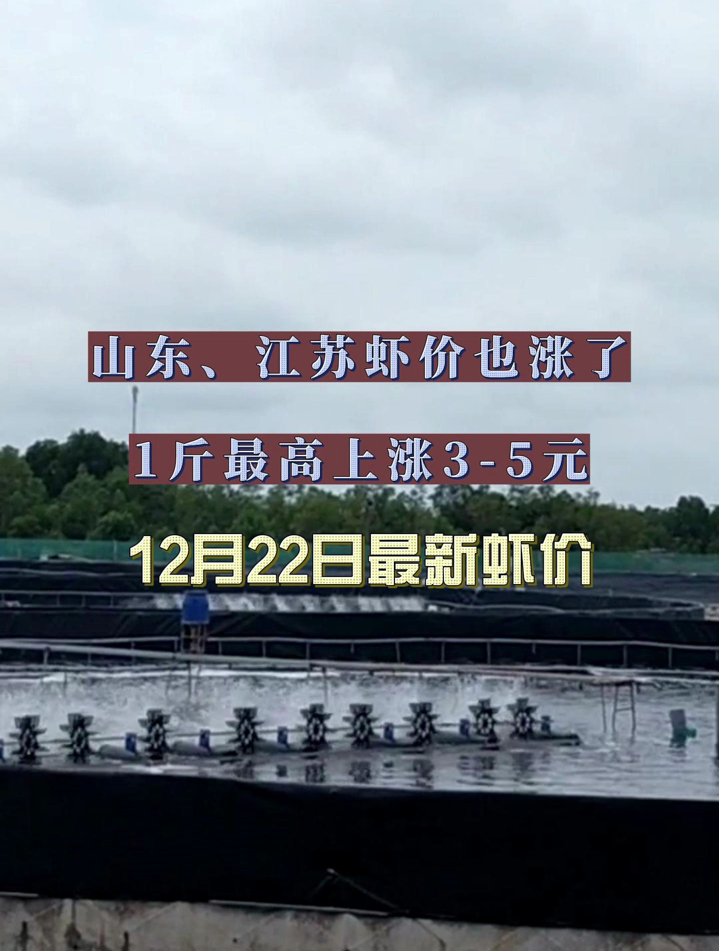 山东,江苏的虾价也上涨了,1斤虾最高上涨3-5元!22日最新虾价!