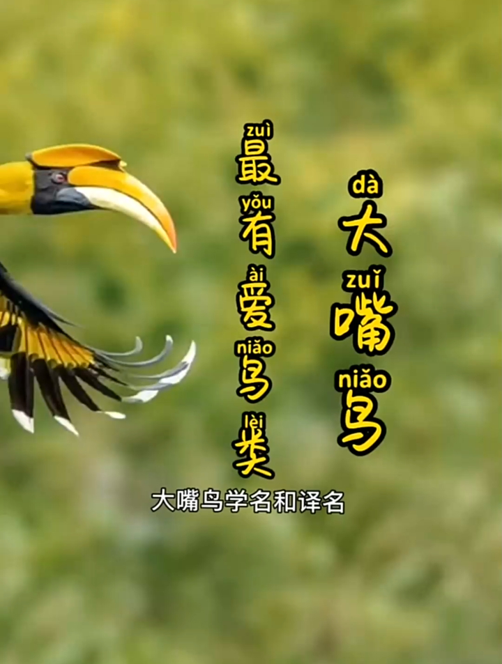 最有爱的鸟类之大嘴鸟