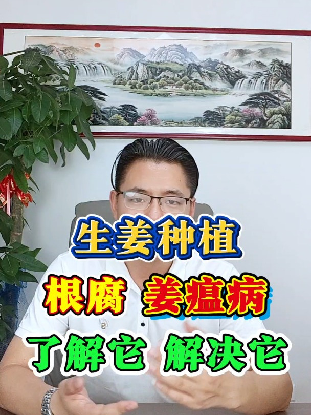 大姜根腐病、茎基腐病,生姜姜瘟烂脖子有效防治措施!
