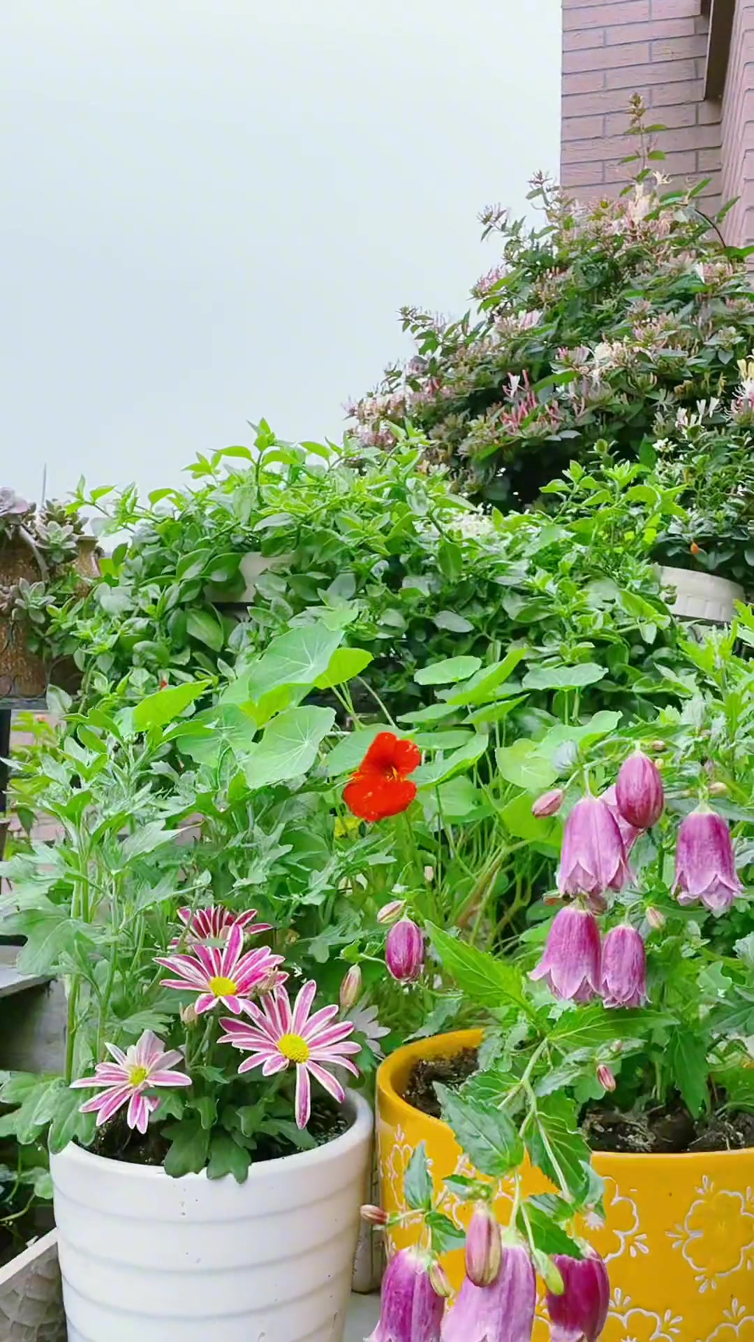 花盆里定期埋点视频同款小白药,可以解决各种虫害问题