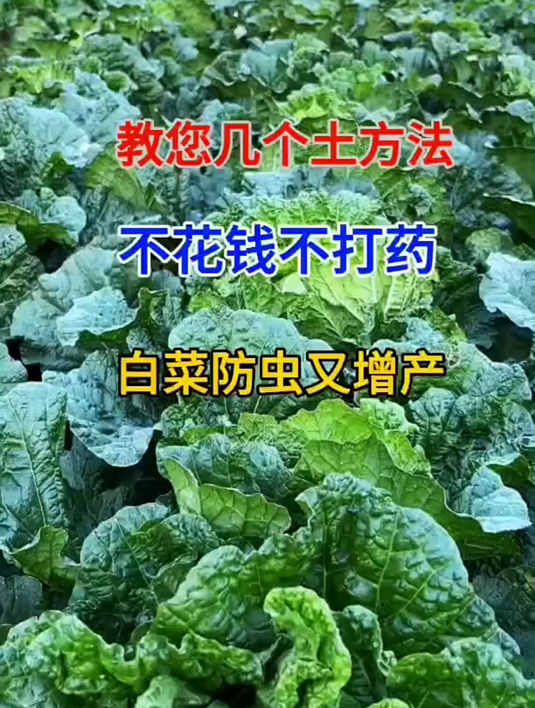 教您几个土方法,不花钱不打药,让白菜防虫又增产