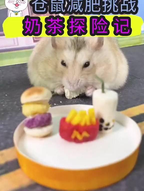 仓鼠减肥挑战之奶茶探险记!贪吃的丁丁,差点拿错奖励了