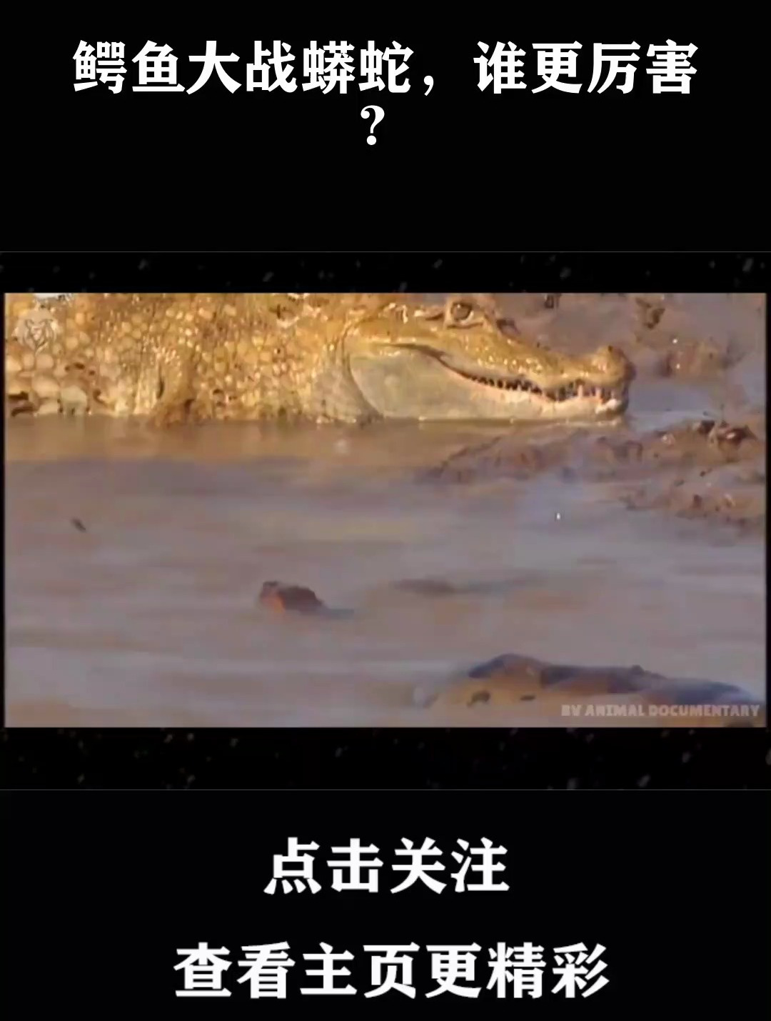 鳄鱼大战蟒蛇,谁更厉害?