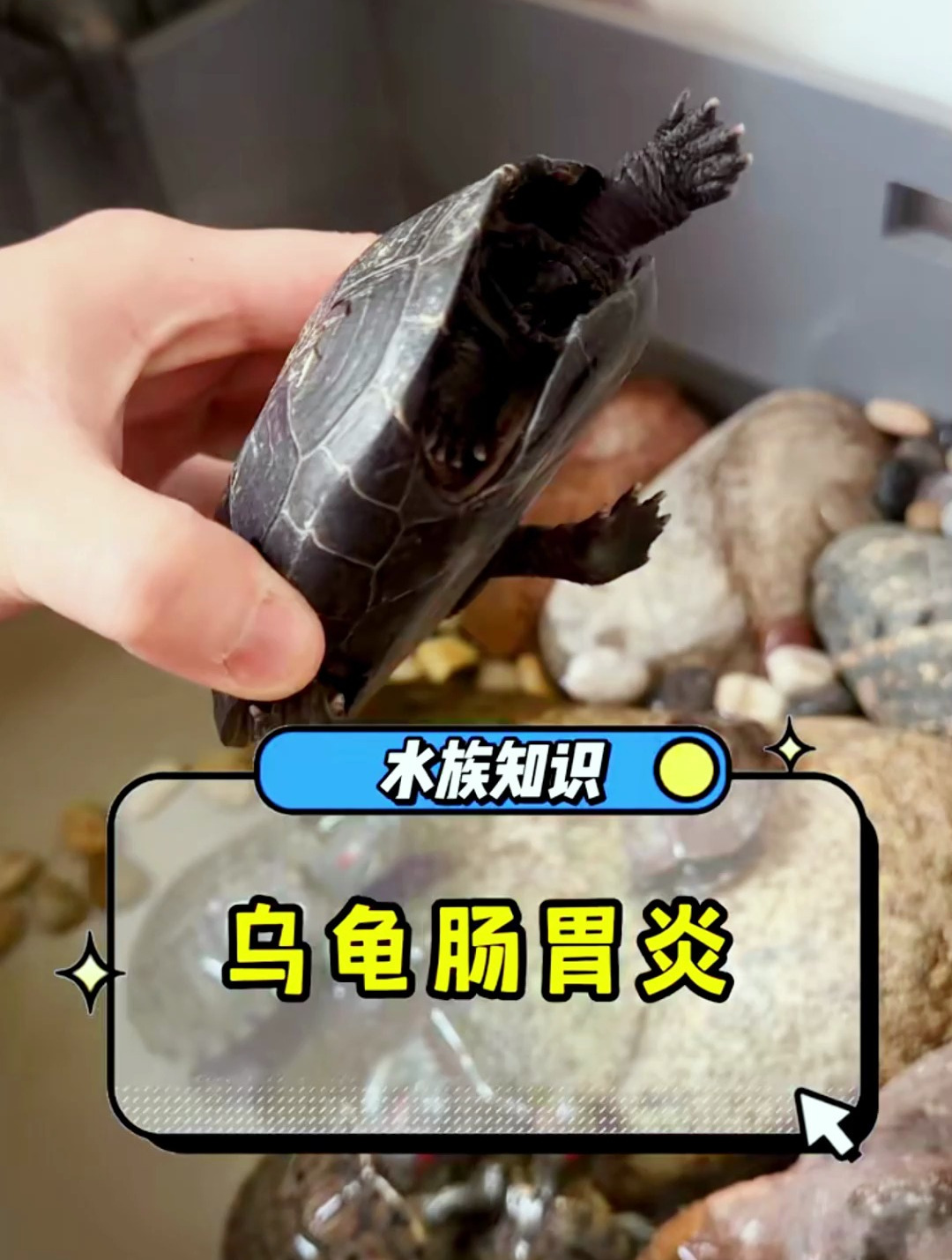 对乌龟肠胃炎没有办法?我归纳了一些病因及建议希望有所帮助