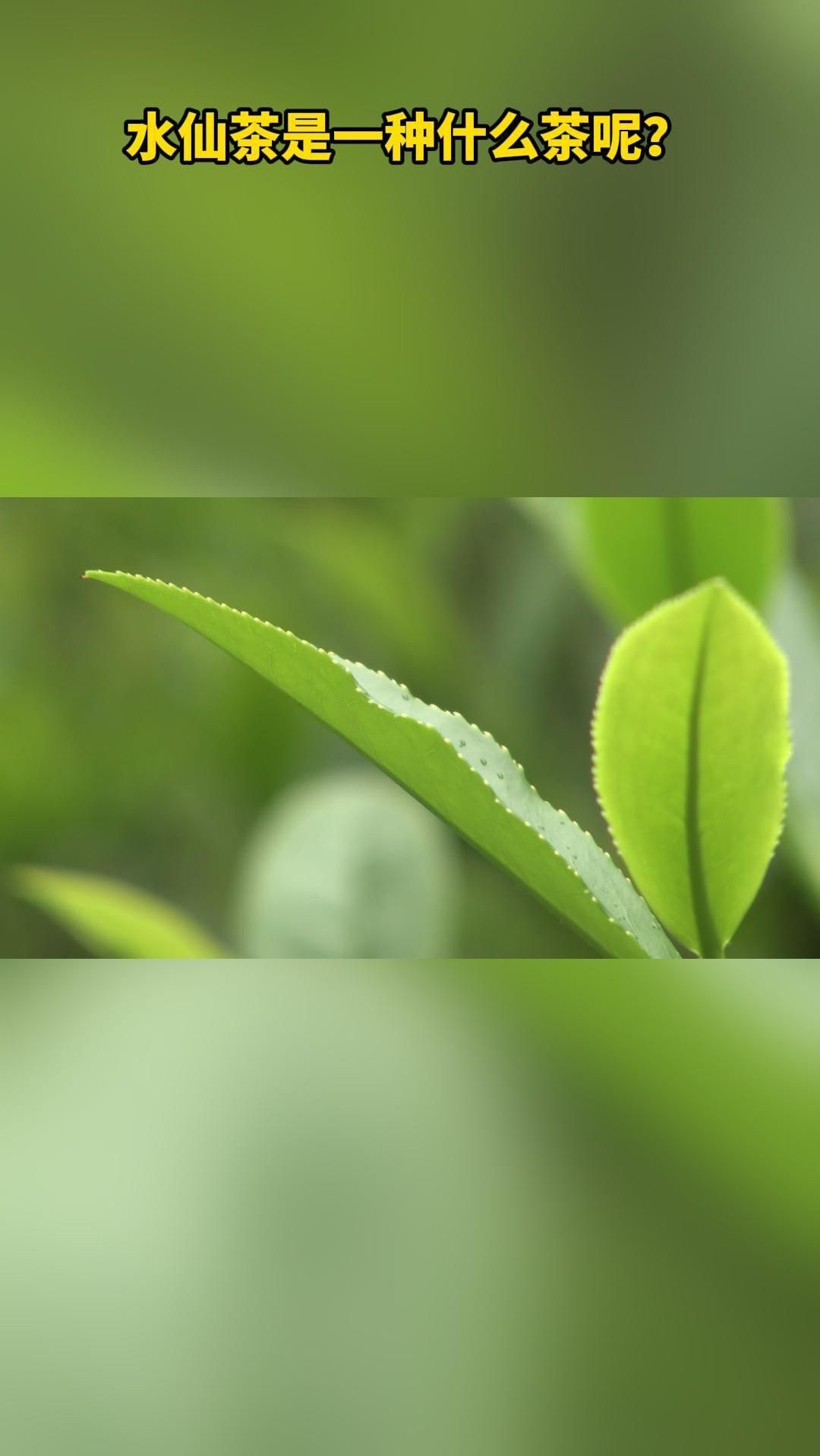 水仙茶是一种什么茶呢?