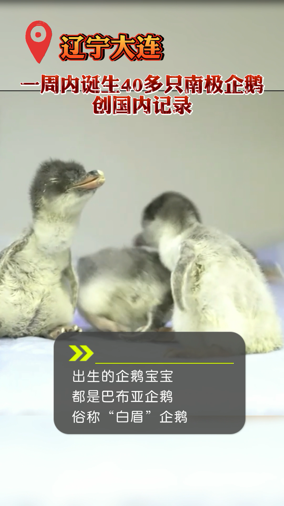 辽宁大连一周内诞生40多只南极企鹅,创国内记录。网友直呼太萌了!萌宠 企鹅 辽宁 大连 毛