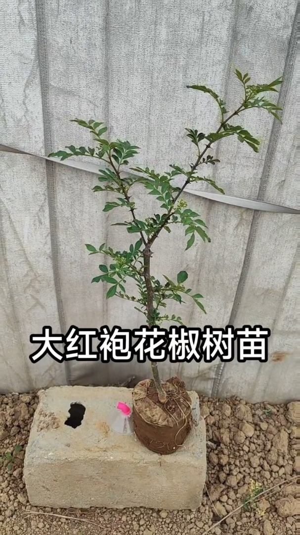 花椒树品类大红袍,根系完整,浇浇水就能成活