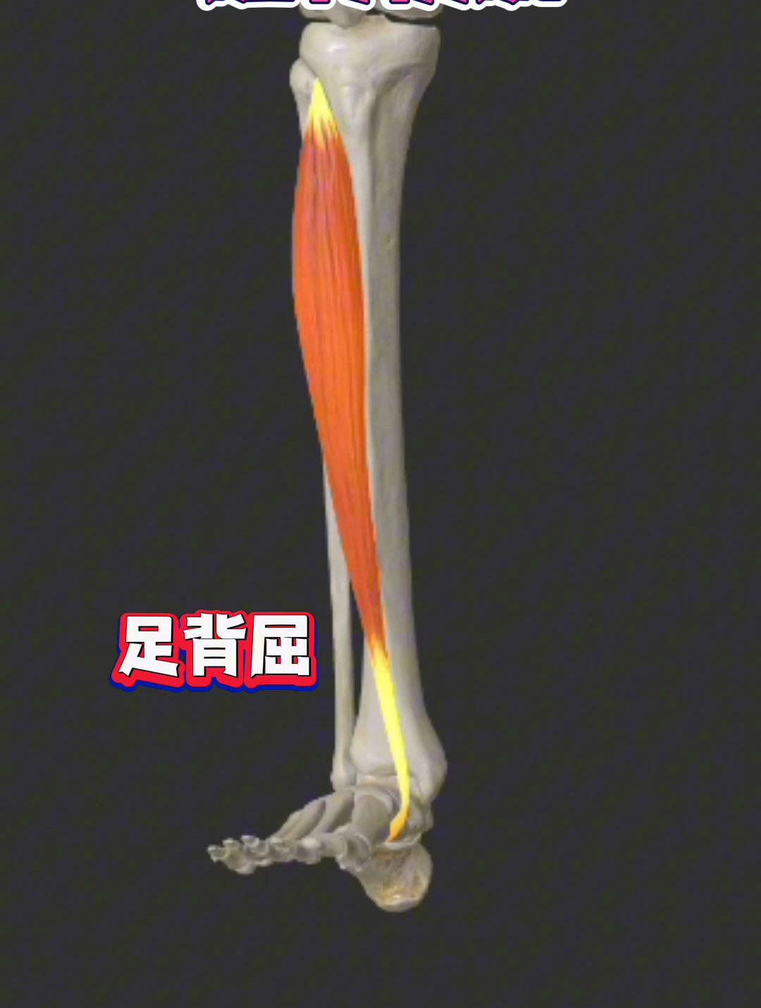 推拿必学肌肉,胫骨前肌的功能解剖
