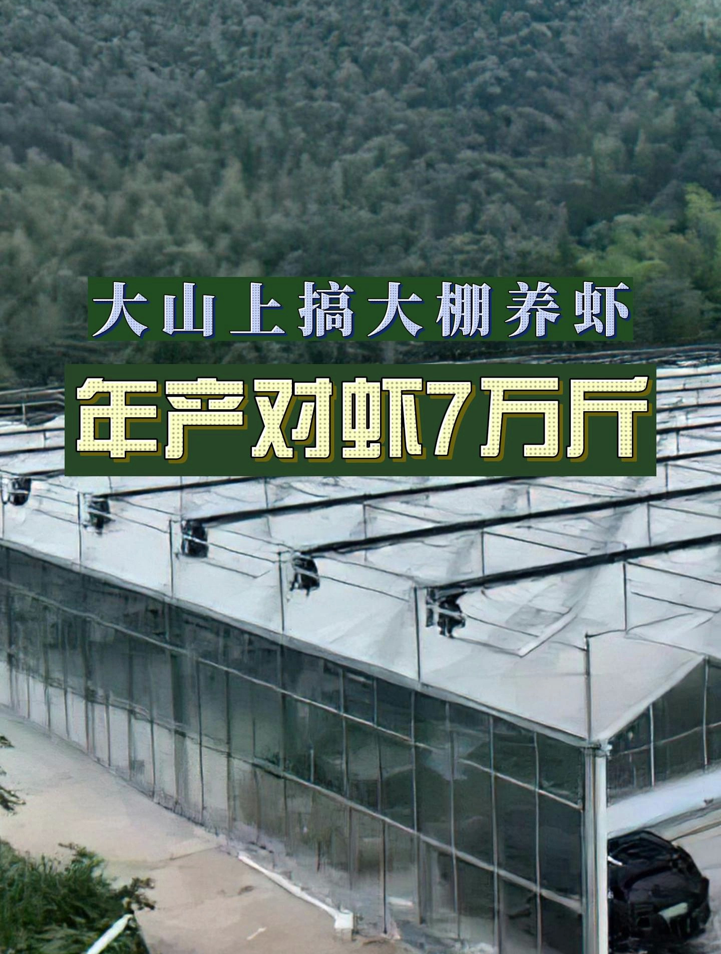 厉害!大山上高大棚养虾,每天都有虾出,年产对虾7万斤!