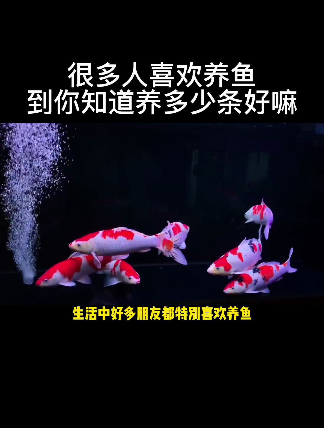 很多人都喜欢养鱼,但你知道养多少条好吗?