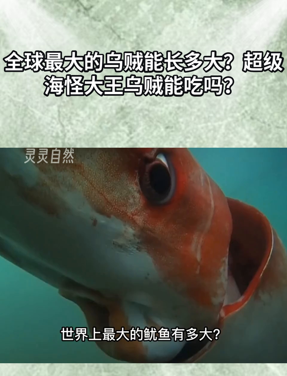 全球最大的乌贼能长多大?超级海怪大王乌贼能吃吗?