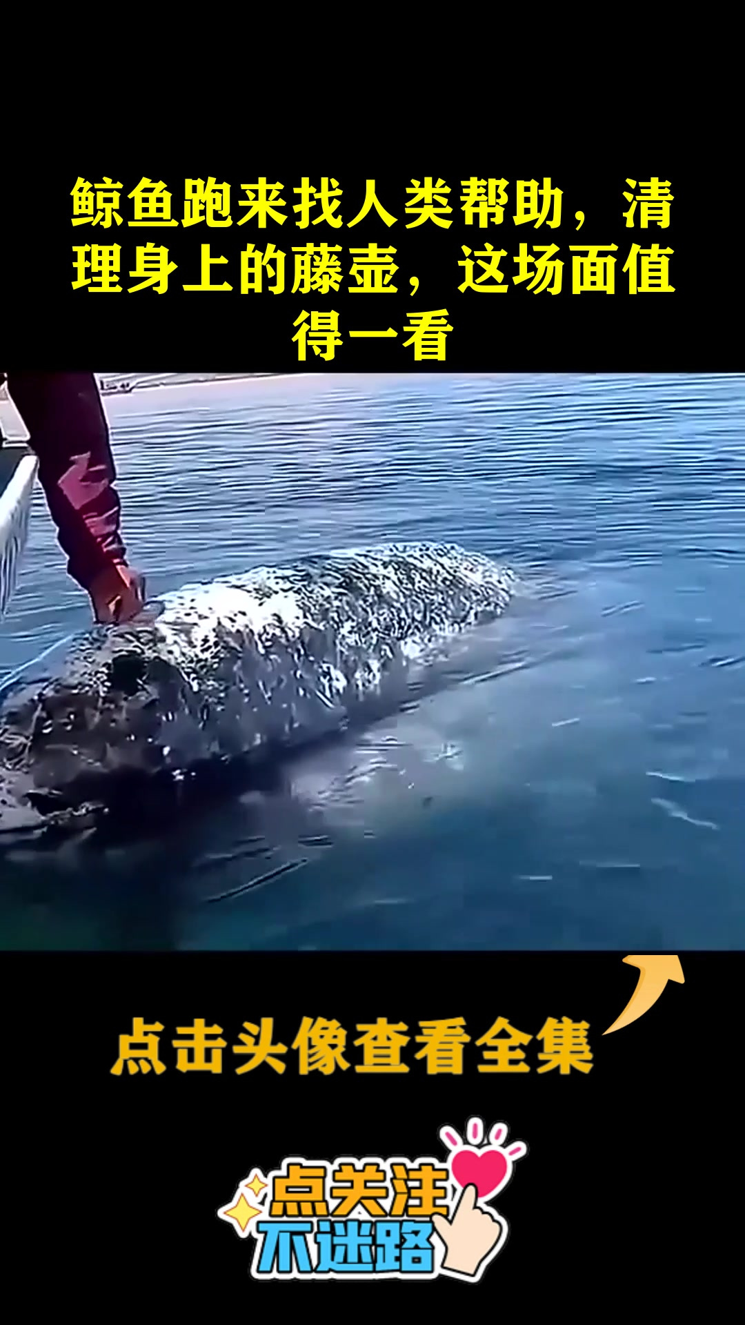 鲸鱼跑来找人类帮助,清理身上的藤壶,这场面值得一看