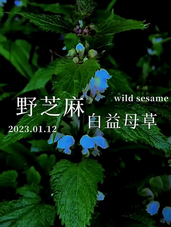 野芝麻又叫白益母草,你吃过嘛