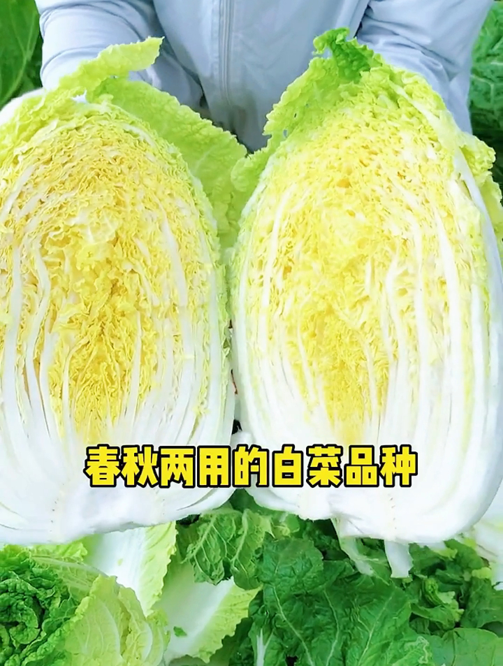 大白菜营养价值超级高!营养师说:这样吃营养保留最全面!