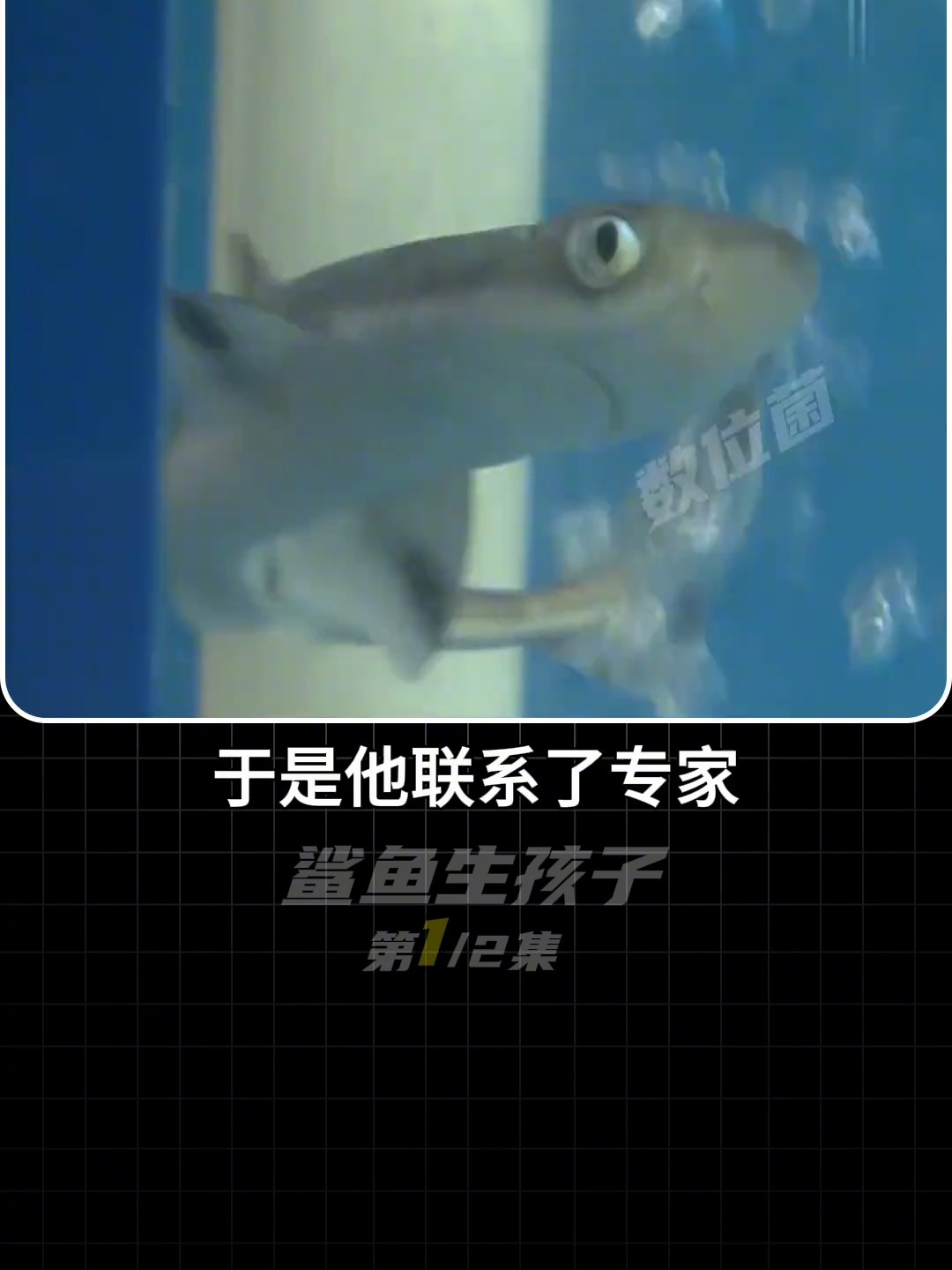 即将被做成鱼丸的母鲨鱼,竟意外生下一窝小幼崽(上)