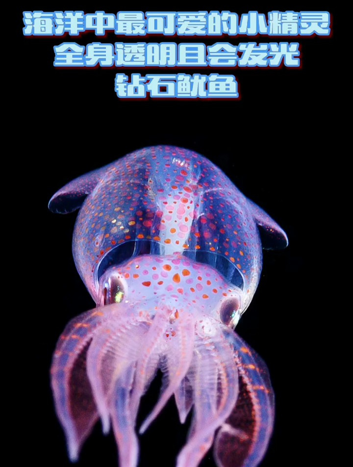 可爱的小家伙~钻石鱿鱼!