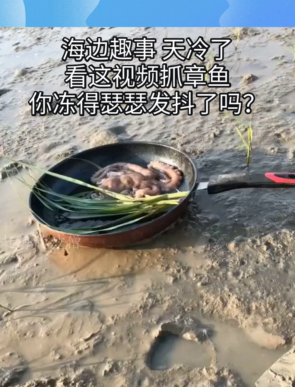 海边趣事 天冷了,看这视频抓章鱼,你冻得瑟瑟发抖了吗?