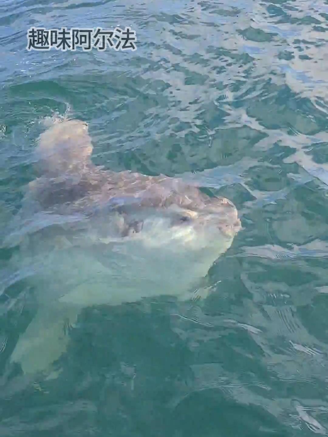 翻车鱼被海洋生物吃剩半个身体,翻车鱼可以说是海洋游走的粮食