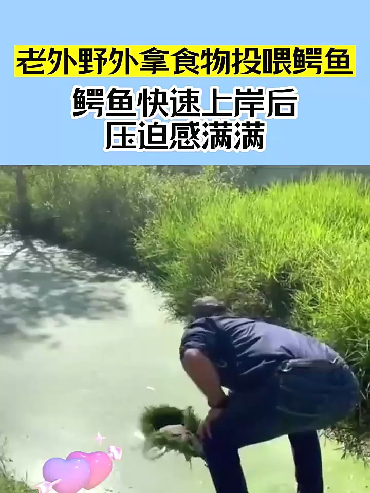 老外野外拿食物投喂鳄鱼,鳄鱼快速上岸后,压迫感满满