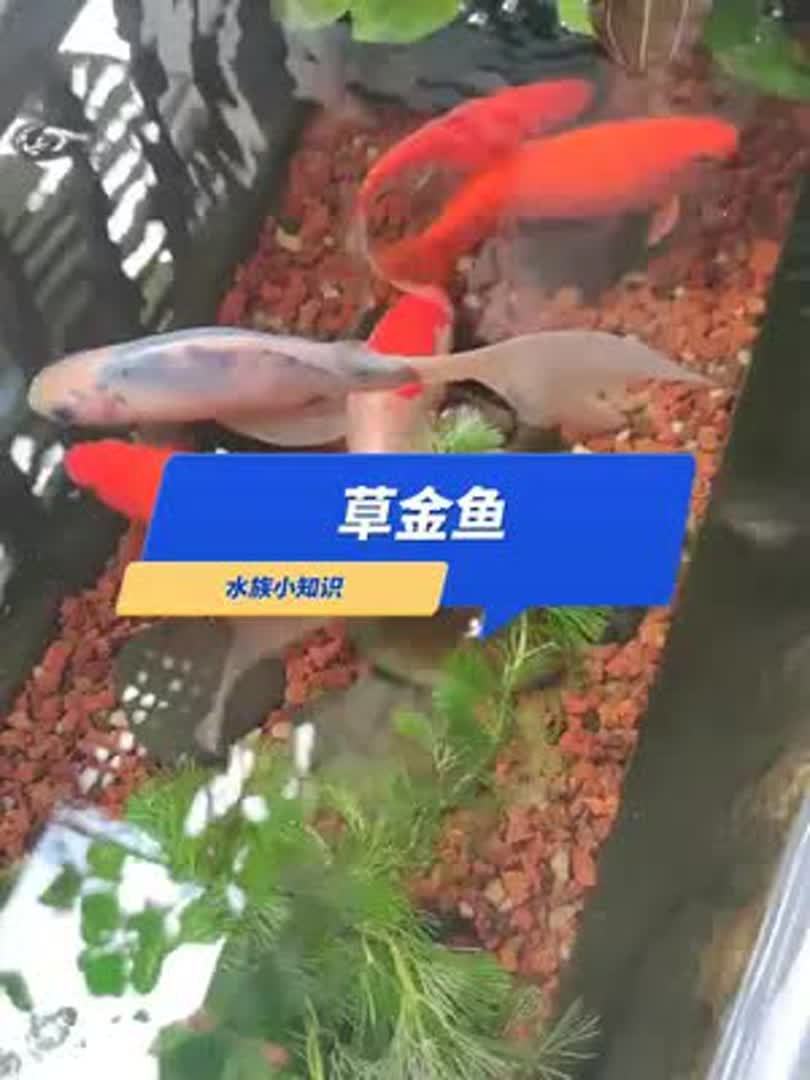 有多少人养鱼的启蒙老师就是这个草金鱼。最适合新手养的鱼