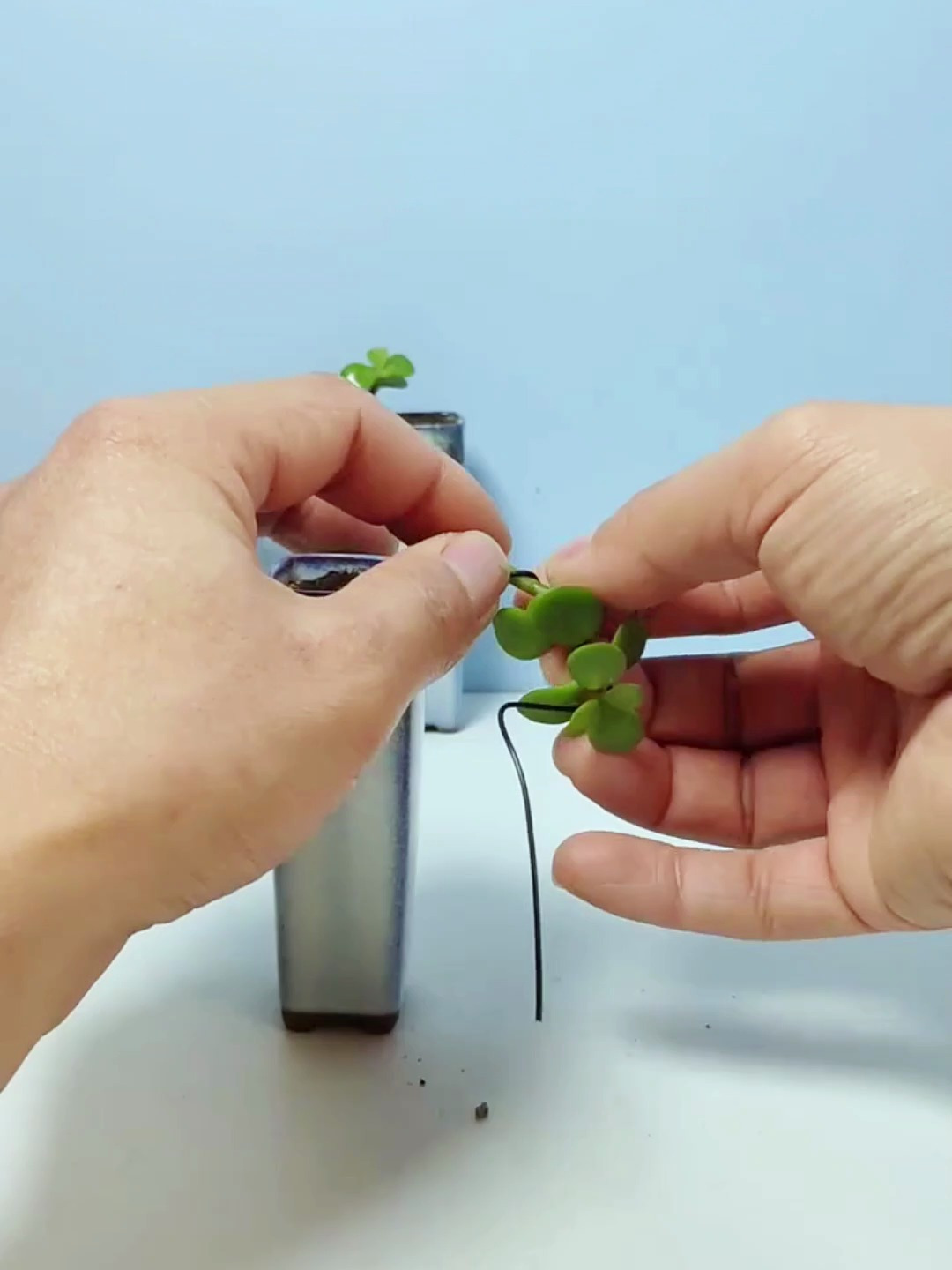 探索金枝玉叶微盆悬崖造型的奥秘!