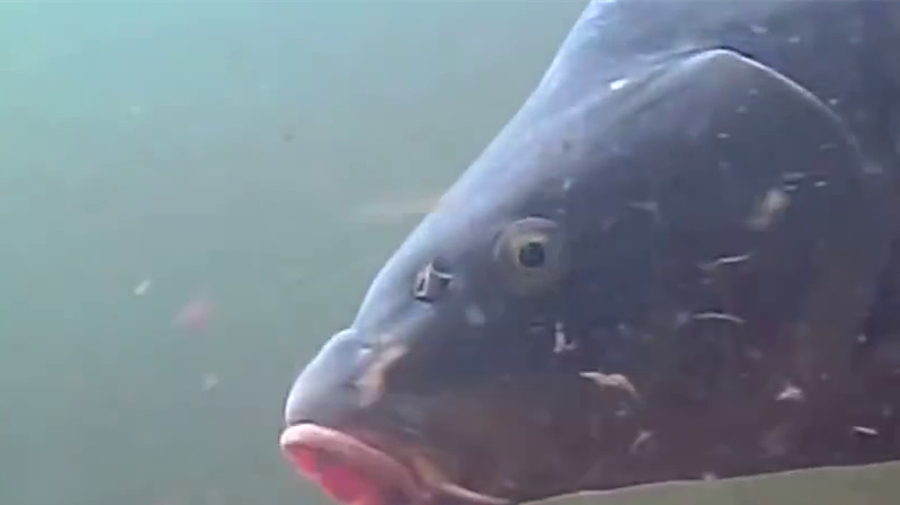 水下高清摄影——鲶鱼吃食!#钓鱼# 